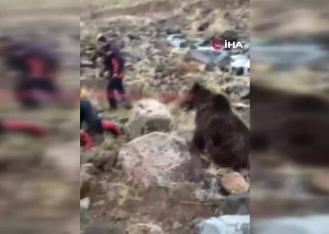 Yaralı Ayı Tedavi Altına Alındı